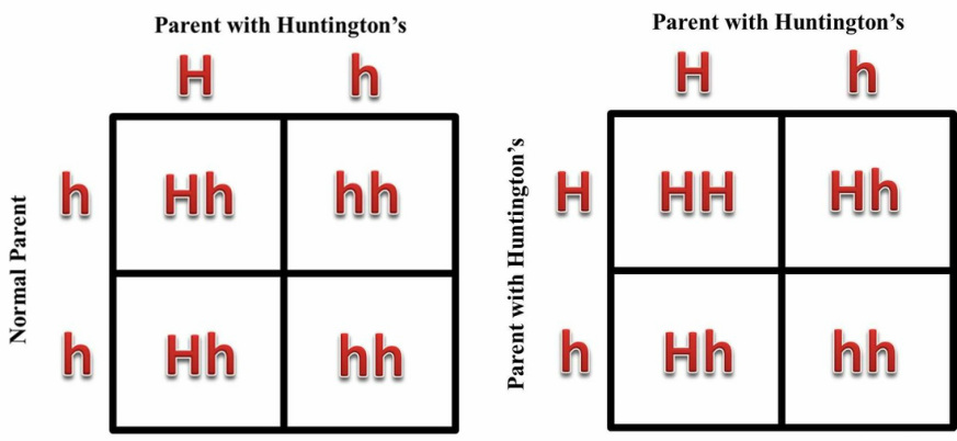 Huntington S Disease Inheritance Chart
